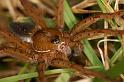 Dolomedes_plantarius_D5156_Z_91_Canal du Nivernais_Frankrijk